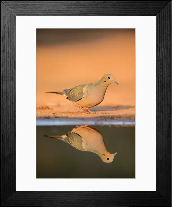 Framed Print : Mourning dove ( Zenaida macroura), Santa Clara Ranch, Starr County, Texas, USA Framed Print : Mourning dove ( Zenaida macroura), Santa Clara Ranch, Starr County, Texas, USA