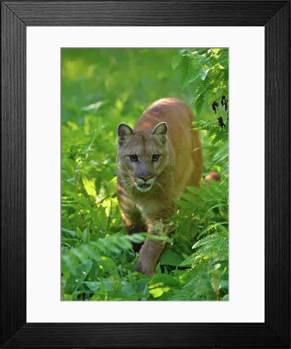 Framed Print : Mountain lion / Cougar / Puma (Felis concolor)- captive raised, Minnesota wildlife Connection, Sandstone, Minnesota, USA Framed Print : Mountain lion / Cougar / Puma (Felis concolor)- captive raised, Minnesota wildlife Connection, Sandstone, Minnesota, USA