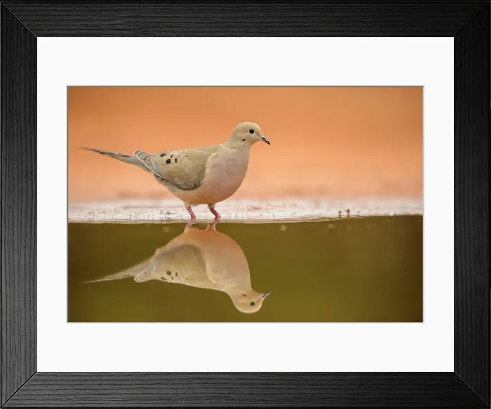 Framed Print : Mourning dove ( Zenaida macroura), Santa Clara Ranch, Starr County, Texas, USA Framed Print : Mourning dove ( Zenaida macroura), Santa Clara Ranch, Starr County, Texas, USA