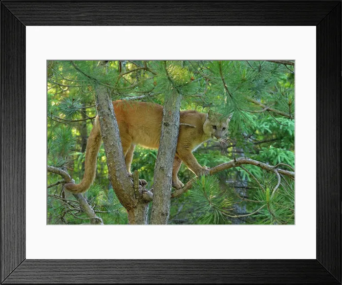 Framed Print : Mountain lion / Cougar / Puma (Felis concolor)- captive raised, Minnesota wildlife Connection, Sandstone, Minnesota, USA Framed Print : Mountain lion / Cougar / Puma (Felis concolor)- captive raised, Minnesota wildlife Connection, Sandstone, Minnesota, USA