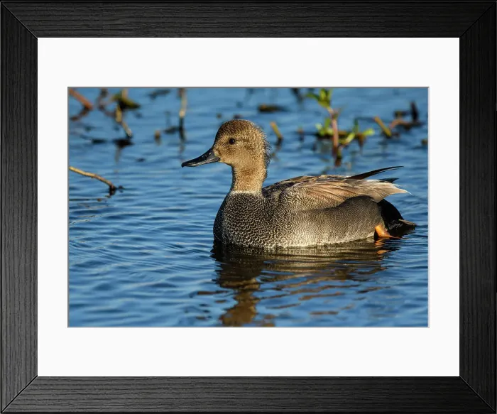 Framed Print : Gadwall (Anas strepera), Anahuac NWR, Texas, USA Framed Print : Gadwall (Anas strepera), Anahuac NWR, Texas, USA
