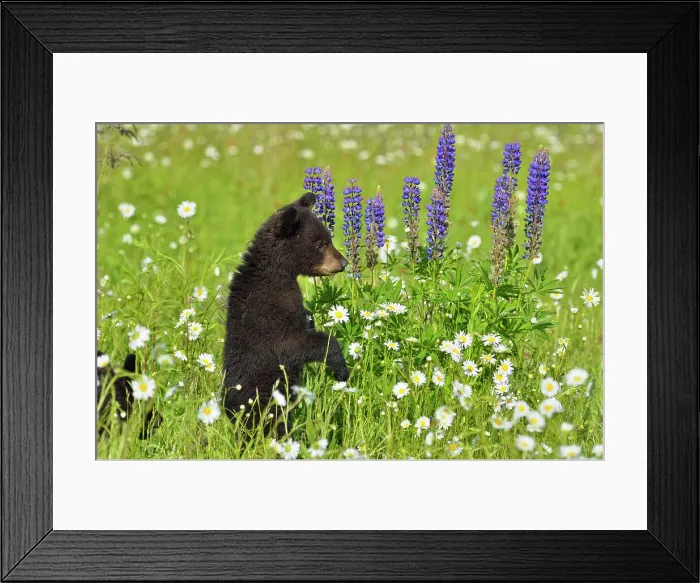 Framed Print : Black bear (Ursus americanus) Cubs, captive raised, Minnesota wildlife Connection, Sandstone, Minnesota, USA Framed Print : Black bear (Ursus americanus) Cubs, captive raised, Minnesota wildlife Connection, Sandstone, Minnesota, USA