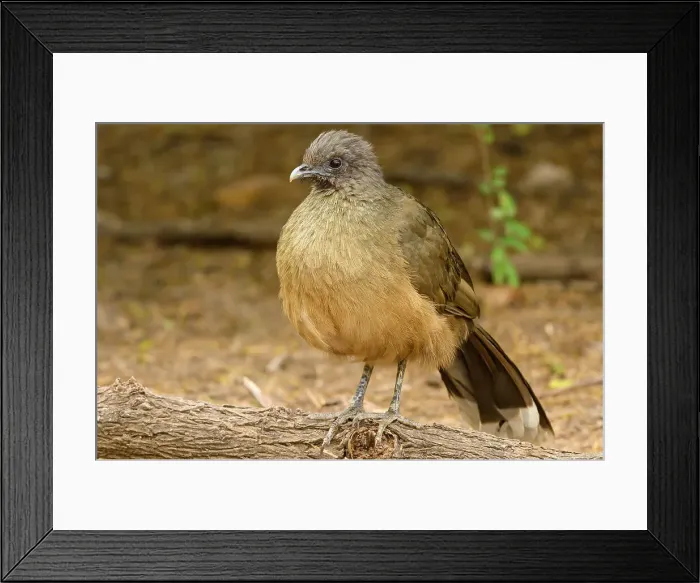Framed Print : Plain chachalaca (Ortalis vetula), Bentsen-Rio Grande Valley State Park, Mission, Texas, USA Framed Print : Plain chachalaca (Ortalis vetula), Bentsen-Rio Grande Valley State Park, Mission, Texas, USA