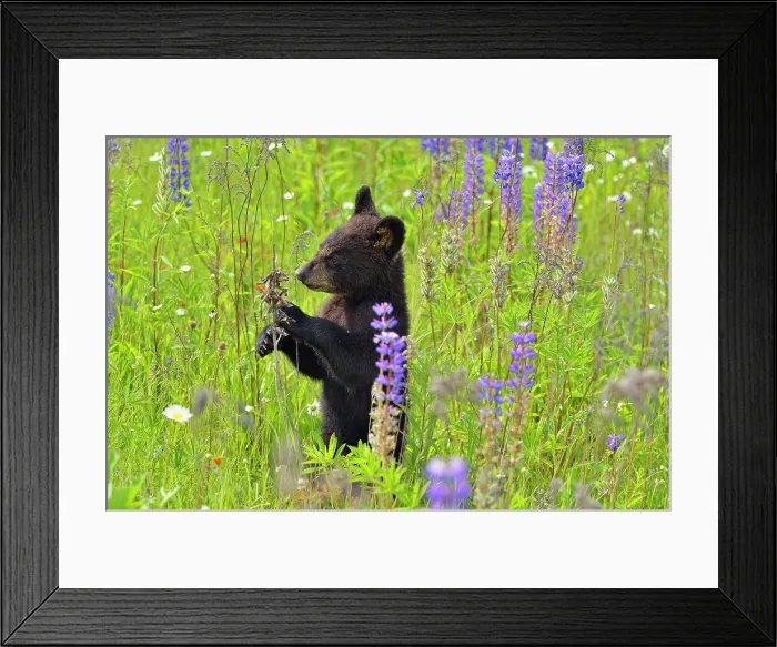 Framed Print : Black bear (Ursus americanus) Cubs, captive raised, Minnesota wildlife Connection, Sandstone, Minnesota, USA