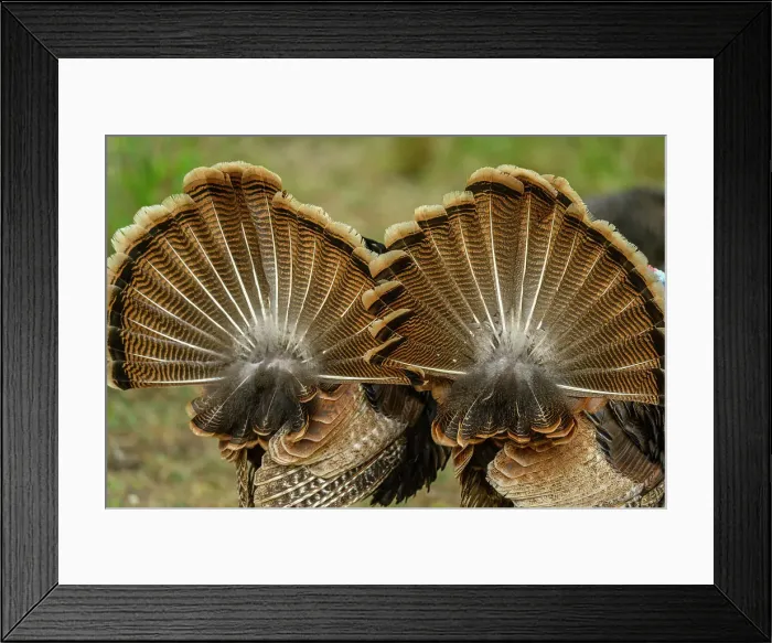 Framed Print : Wild Turkey (Meleagris gallopavo), Resaca De La Palma State Park, Brownsville, Texas, USA Framed Print : Wild Turkey (Meleagris gallopavo), Resaca De La Palma State Park, Brownsville, Texas, USA