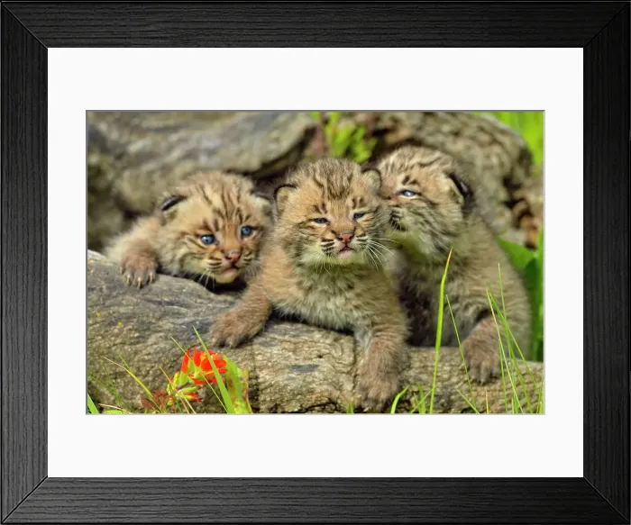 Framed Print : Bobcat (Lynx rufus) Captive raised, Minnesota wildlife Connection, Sandstone, Minnesota, USA Framed Print : Bobcat (Lynx rufus) Captive raised, Minnesota wildlife Connection, Sandstone, Minnesota, USA