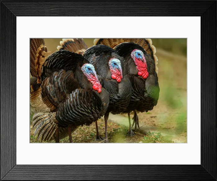 Framed Print : Wild Turkey (Meleagris gallopavo), Resaca De La Palma State Park, Brownsville, Texas, USA Framed Print : Wild Turkey (Meleagris gallopavo), Resaca De La Palma State Park, Brownsville, Texas, USA