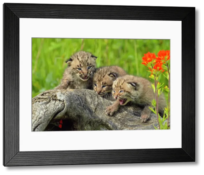 Framed Print : Bobcat (Lynx rufus) Captive raised, Minnesota wildlife Connection, Sandstone, Minnesota, USA Framed Print : Bobcat (Lynx rufus) Captive raised, Minnesota wildlife Connection, Sandstone, Minnesota, USA