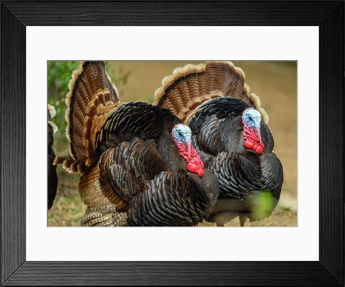 Framed Print : Wild Turkey (Meleagris gallopavo), Resaca De La Palma State Park, Brownsville, Texas, USA Framed Print : Wild Turkey (Meleagris gallopavo), Resaca De La Palma State Park, Brownsville, Texas, USA