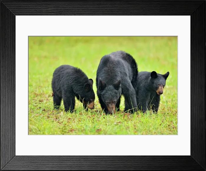 Framed Print : Black bear (Ursus americanus) Mother and cubs foraging for fallen fruit, Great Smoky Mountains NP, Tennessee, USA Framed Print : Black bear (Ursus americanus) Mother and cubs foraging for fallen fruit, Great Smoky Mountains NP, Tennessee, USA