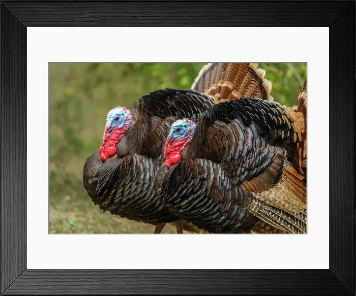 Framed Print : Wild Turkey (Meleagris gallopavo), Resaca De La Palma State Park, Brownsville, Texas, USA Framed Print : Wild Turkey (Meleagris gallopavo), Resaca De La Palma State Park, Brownsville, Texas, USA