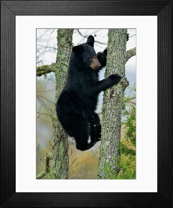 Framed Print : Black bear (Ursus americanus) Cub descending tree, Great Smoky Mountains NP, Tennessee, USA Framed Print : Black bear (Ursus americanus) Cub descending tree, Great Smoky Mountains NP, Tennessee, USA