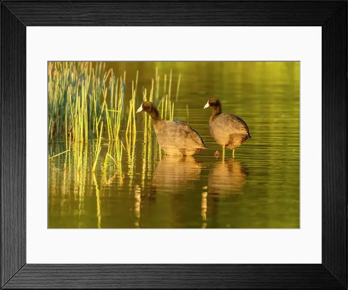 Framed Print : American coot (Fulica Americana), Estero Llano Grande State Park, Weslaco, Texas, USA Framed Print : American coot (Fulica Americana), Estero Llano Grande State Park, Weslaco, Texas, USA