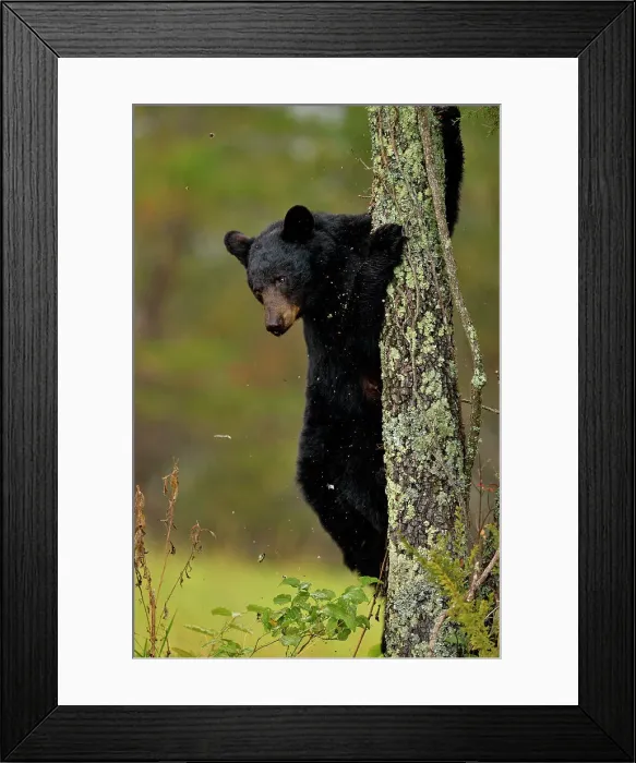 Framed Print : Black bear (Ursus americanus) Cub descending tree, Great Smoky Mountains NP, Tennessee, USA Framed Print : Black bear (Ursus americanus) Cub descending tree, Great Smoky Mountains NP, Tennessee, USA