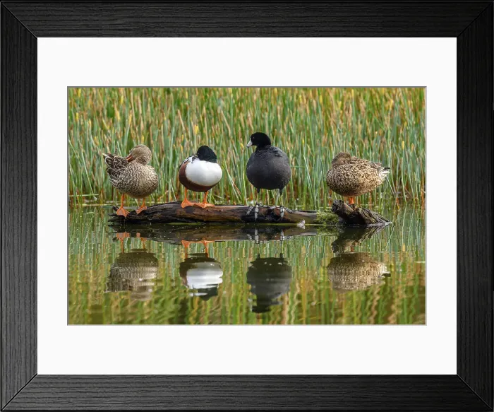 Framed Print : Estero Llano Grande State Park, Weslaco, Texas, USA Framed Print : Estero Llano Grande State Park, Weslaco, Texas, USA