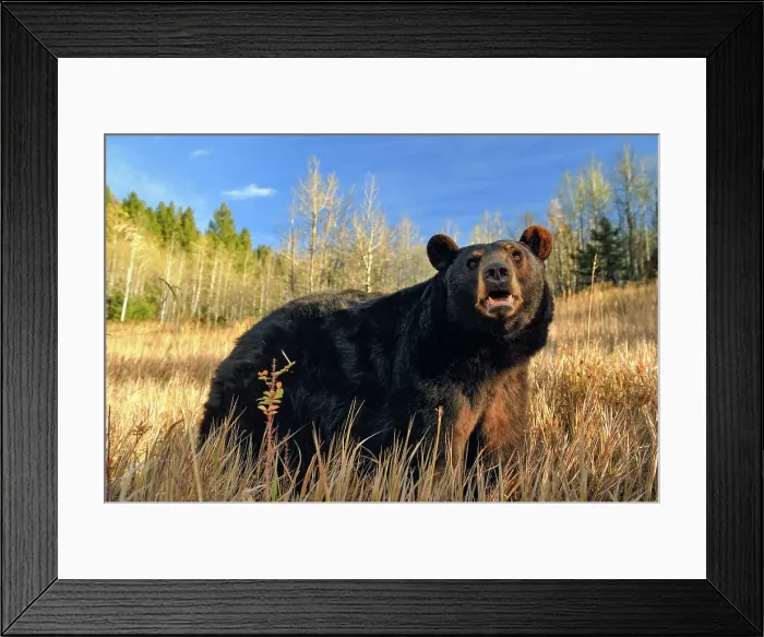 Framed Print : American Black bear (Ursus americanus) Captive raised, Bozeman, Montana, USA