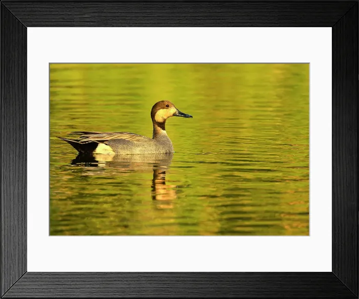 Framed Print : Gadwall x Northern Pintail (hybrid); Mareca strepera x Anas acut, Estero Llano Grande State Park, Weslaco, Texas, USA Framed Print : Gadwall x Northern Pintail (hybrid); Mareca strepera x Anas acut, Estero Llano Grande State Park, Weslaco, Texas, USA