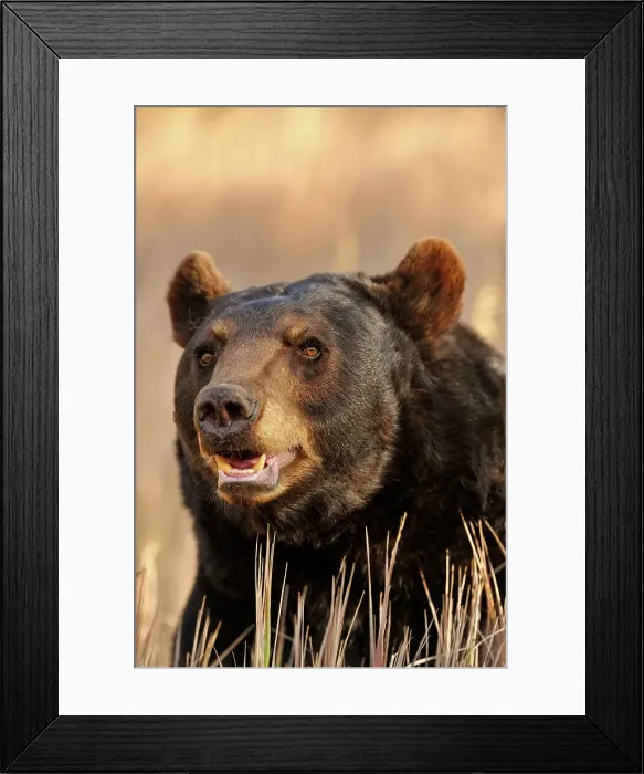 Framed Print : American Black bear (Ursus americanus) Captive raised, Bozeman, Montana, USA Framed Print : American Black bear (Ursus americanus) Captive raised, Bozeman, Montana, USA