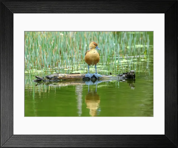 Framed Print : Fulvous whistling duck or fulvous tree duck (Dendrocygna bicolor), Estero Llano Grande State Park, Weslaco, Texas, USA Framed Print : Fulvous whistling duck or fulvous tree duck (Dendrocygna bicolor), Estero Llano Grande State Park, Weslaco, Texas, USA