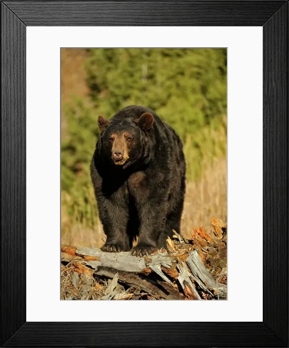 Framed Print : American Black bear (Ursus americanus) Captive raised, Bozeman, Montana, USA Framed Print : American Black bear (Ursus americanus) Captive raised, Bozeman, Montana, USA