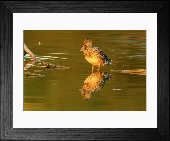 Framed Print : Northern shoveler (Anas clypeata), Estero Llano Grande State Park, Weslaco, Texas, USA Framed Print : Northern shoveler (Anas clypeata), Estero Llano Grande State Park, Weslaco, Texas, USA