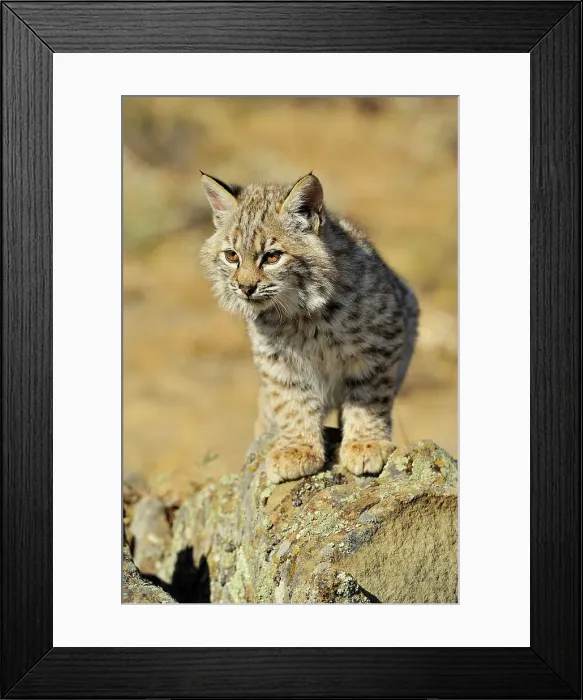 Framed Print : Bobcat (Lynx rufus) Captive raised, Bozeman, Montana, USA Framed Print : Bobcat (Lynx rufus) Captive raised, Bozeman, Montana, USA