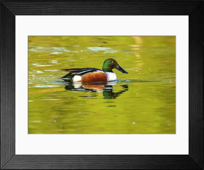 Framed Print : Northern shoveler (Anas clypeata) Drake swimming in pond, Estero Llano Grande State Park, Weslaco, Texas, USA Framed Print : Northern shoveler (Anas clypeata) Drake swimming in pond, Estero Llano Grande State Park, Weslaco, Texas, USA