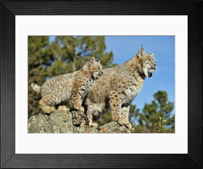Framed Print : Bobcat (Lynx rufus) Captive raised, Bozeman, Montana, USA Framed Print : Bobcat (Lynx rufus) Captive raised, Bozeman, Montana, USA