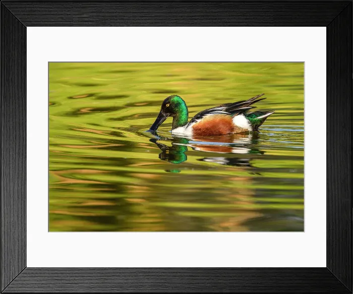 Framed Print : Northern shoveler (Anas clypeata) Drake swimming in pond, Estero Llano Grande State Park, Weslaco, Texas, USA Framed Print : Northern shoveler (Anas clypeata) Drake swimming in pond, Estero Llano Grande State Park, Weslaco, Texas, USA