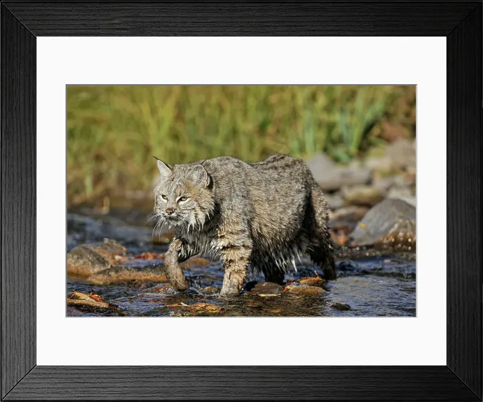 Framed Print : Bobcat (Lynx rufus) Captive raised, Bozeman, Montana, USA Framed Print : Bobcat (Lynx rufus) Captive raised, Bozeman, Montana, USA