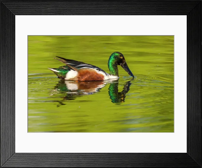 Framed Print : Northern shoveler (Anas clypeata) Drake swimming in pond, Estero Llano Grande State Park, Weslaco, Texas, USA Framed Print : Northern shoveler (Anas clypeata) Drake swimming in pond, Estero Llano Grande State Park, Weslaco, Texas, USA