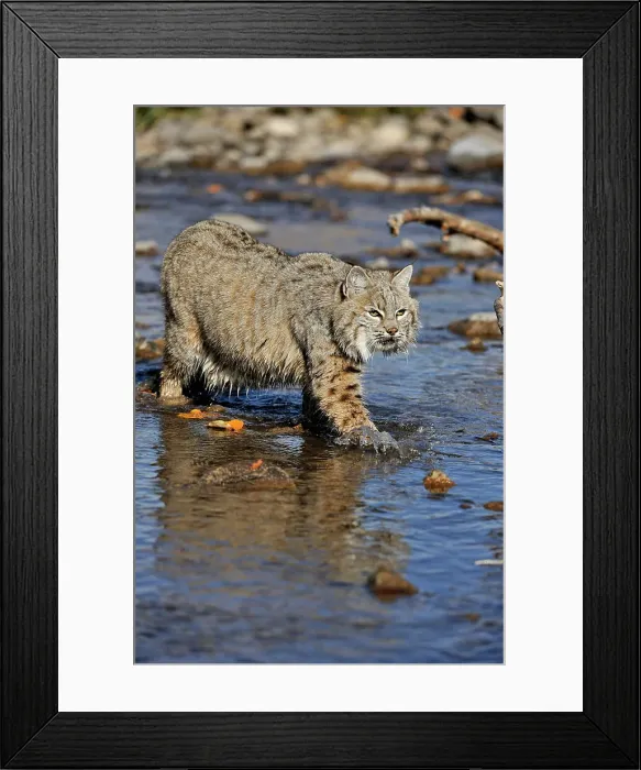 Framed Print : Bobcat (Lynx rufus) Captive raised, Bozeman, Montana, USA Framed Print : Bobcat (Lynx rufus) Captive raised, Bozeman, Montana, USA