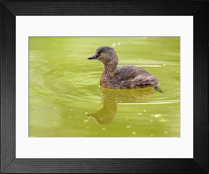 Framed Print : Least Grebe (Tachybaptus dominicus), Estero Llano Grande State Park, Weslaco, Texas, USA Framed Print : Least Grebe (Tachybaptus dominicus), Estero Llano Grande State Park, Weslaco, Texas, USA
