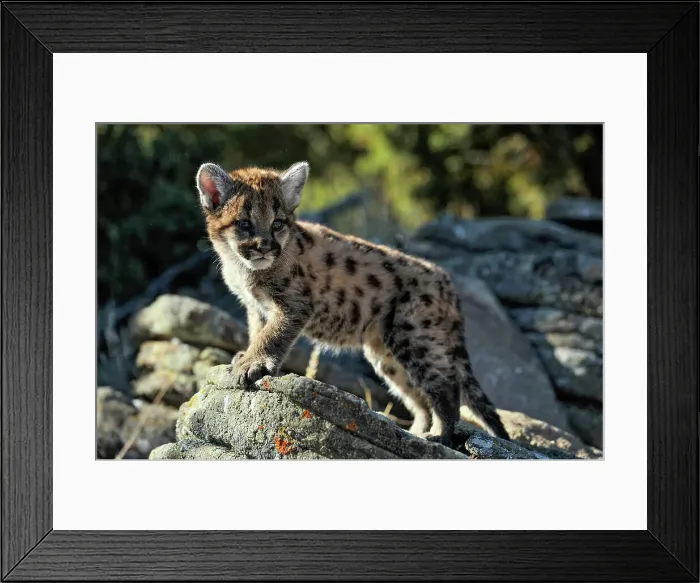 Framed Print : Mountain lion / Cougar / Puma (Felis concolor)- captive raised, Bozeman, Montana, USA Framed Print : Mountain lion / Cougar / Puma (Felis concolor)- captive raised, Bozeman, Montana, USA