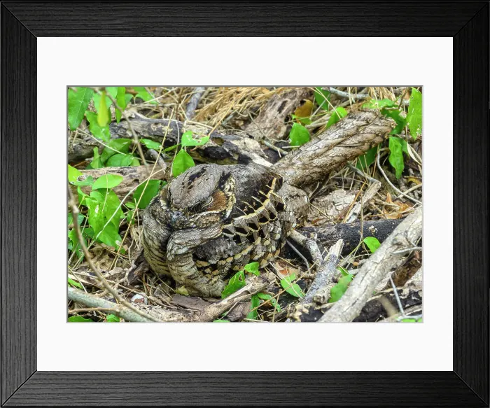 Framed Print : Common Pauraque (Nyctidromus albicollis), Estero Llano Grande State Park, Weslaco, Texas, USA