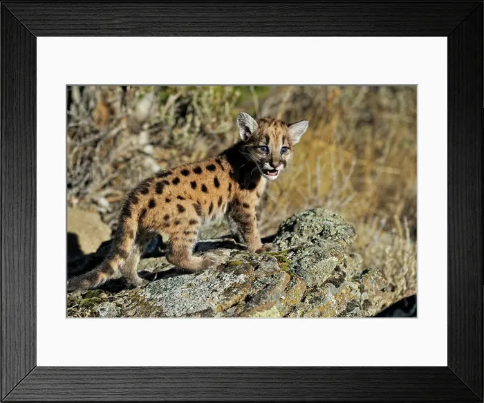 Framed Print : Mountain lion / Cougar / Puma (Felis concolor)- captive raised, Bozeman, Montana, USA Framed Print : Mountain lion / Cougar / Puma (Felis concolor)- captive raised, Bozeman, Montana, USA