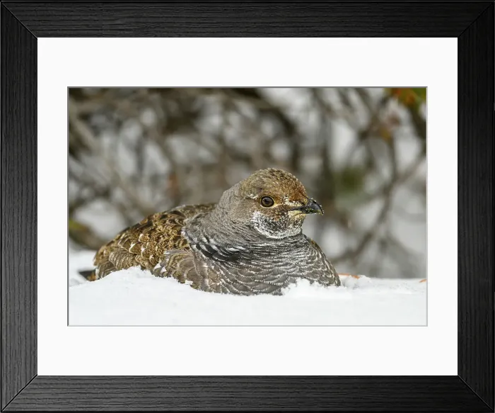 Framed Print : Dusky grouse / Blue grouse (Dendragapus obscurus) Partly buried in snow, Yellowstone National Park, Wyoming, USA Framed Print : Dusky grouse / Blue grouse (Dendragapus obscurus) Partly buried in snow, Yellowstone National Park, Wyoming, USA