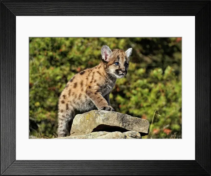 Framed Print : Mountain lion / Cougar / Puma (Felis concolor)- captive raised, Bozeman, Montana, USA Framed Print : Mountain lion / Cougar / Puma (Felis concolor)- captive raised, Bozeman, Montana, USA