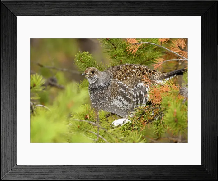 Framed Print : Dusky grouse / Blue grouse (Dendragapus obscurus) Foraging in pine tree, Yellowstone National Park, Wyoming, USA Framed Print : Dusky grouse / Blue grouse (Dendragapus obscurus) Foraging in pine tree, Yellowstone National Park, Wyoming, USA