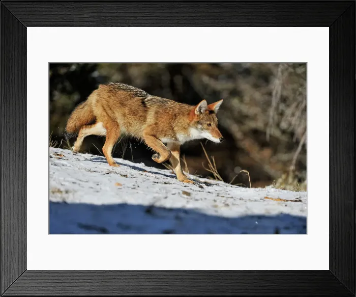 Framed Print : Coyote (Canis latrans) Captive raised, Bozeman, Montana, USA