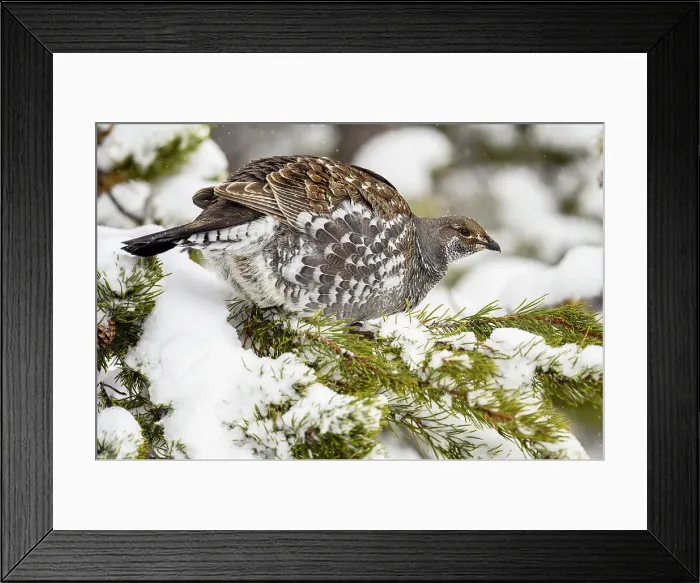 Framed Print : Dusky grouse / Blue grouse (Dendragapus obscurus) Foraging in pine tree, Yellowstone National Park, Wyoming, USA Framed Print : Dusky grouse / Blue grouse (Dendragapus obscurus) Foraging in pine tree, Yellowstone National Park, Wyoming, USA