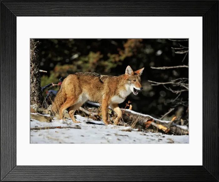 Framed Print : Coyote (Canis latrans) Captive raised, Bozeman, Montana, USA