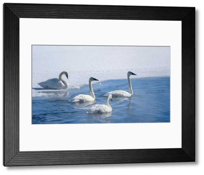Framed Print : Trumpeter swan (Cygnus buccinator), Yellowstone National Park, Wyoming, USA Framed Print : Trumpeter swan (Cygnus buccinator), Yellowstone National Park, Wyoming, USA