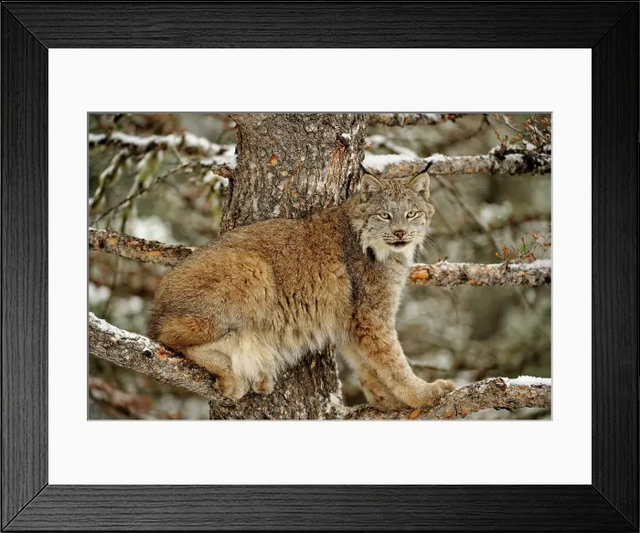 Framed Print : Canada lynx (Lynx canadensis)- Captive raised, Bozeman, Montana, USA Framed Print : Canada lynx (Lynx canadensis)- Captive raised, Bozeman, Montana, USA
