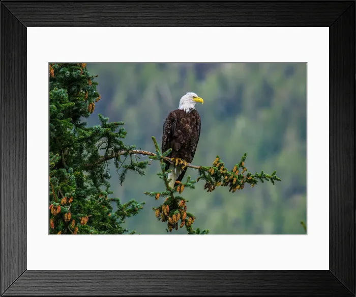 Framed Print : Bald eagle (Haliaeetus leucocephalus), Haines, Alaska, USA Framed Print : Bald eagle (Haliaeetus leucocephalus), Haines, Alaska, USA