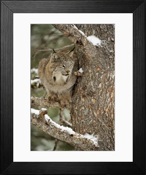 Framed Print : Canada lynx (Lynx canadensis)- Captive raised, Bozeman, Montana, USA Framed Print : Canada lynx (Lynx canadensis)- Captive raised, Bozeman, Montana, USA