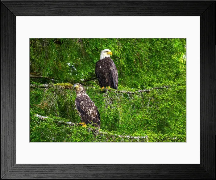 Framed Print : Bald eagle (Haliaeetus leucocephalus), Shrimp Bay, Alaska, USA Framed Print : Bald eagle (Haliaeetus leucocephalus), Shrimp Bay, Alaska, USA