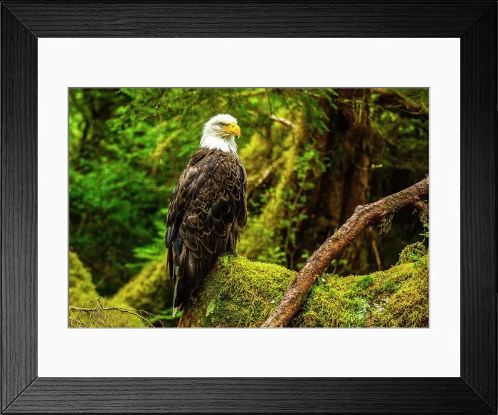 Framed Print : Bald eagle (Haliaeetus leucocephalus), Anan Creek Bear Observatory, Tongass National Forest, Alaska, USA Framed Print : Bald eagle (Haliaeetus leucocephalus), Anan Creek Bear Observatory, Tongass National Forest, Alaska, USA