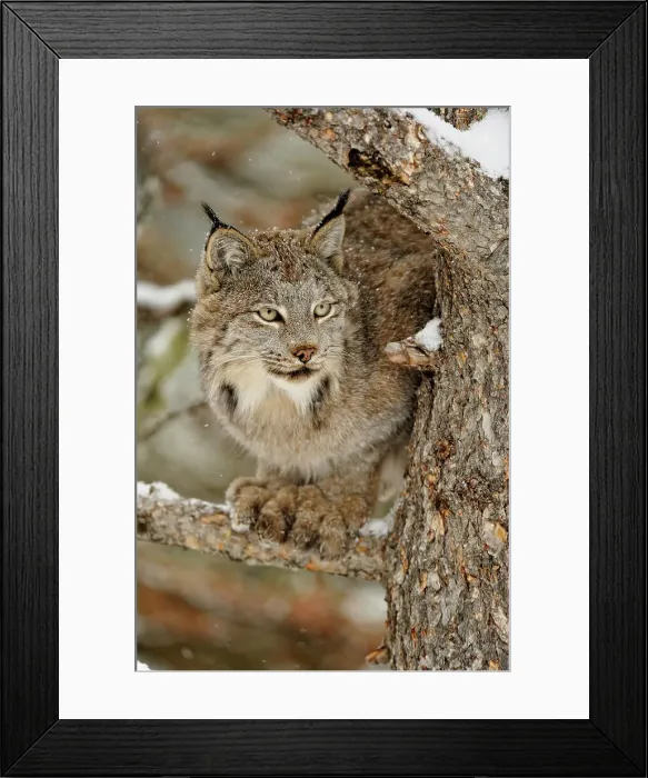 Framed Print : Canada lynx (Lynx canadensis)- Captive raised, Bozeman, Montana, USA Framed Print : Canada lynx (Lynx canadensis)- Captive raised, Bozeman, Montana, USA