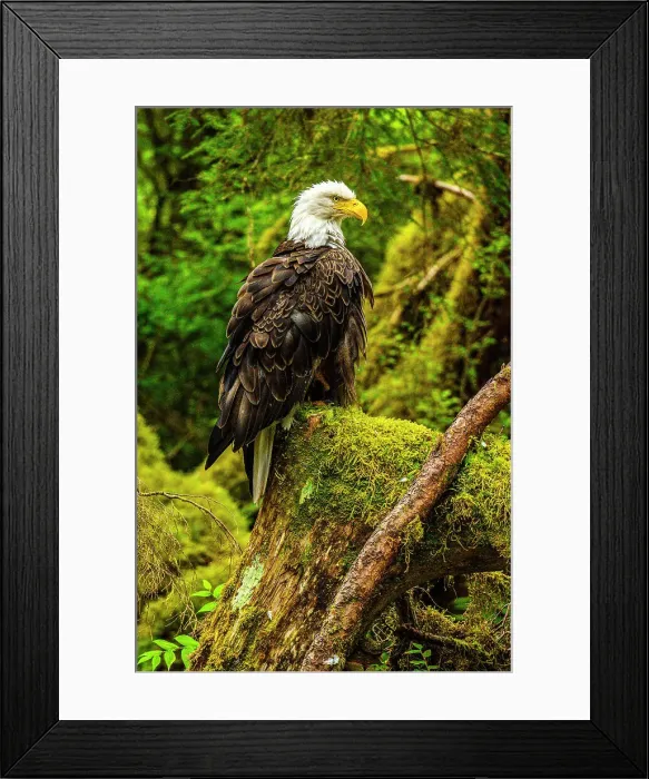 Framed Print : Bald eagle (Haliaeetus leucocephalus), Anan Creek Bear Observatory, Tongass National Forest, Alaska, USA Framed Print : Bald eagle (Haliaeetus leucocephalus), Anan Creek Bear Observatory, Tongass National Forest, Alaska, USA